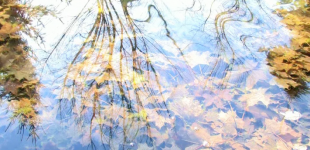Lingua Aqua: ambience i